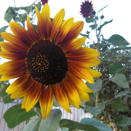 floarea soarelui de toamna